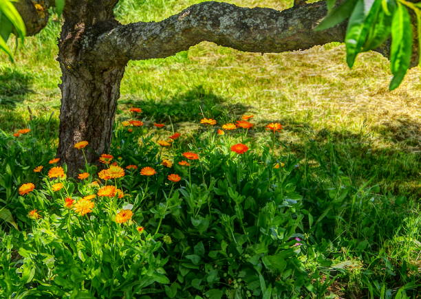 Marigolds in the shade of a tree UV-Filter, pot marigold stock pictures, royalty-free photos & images