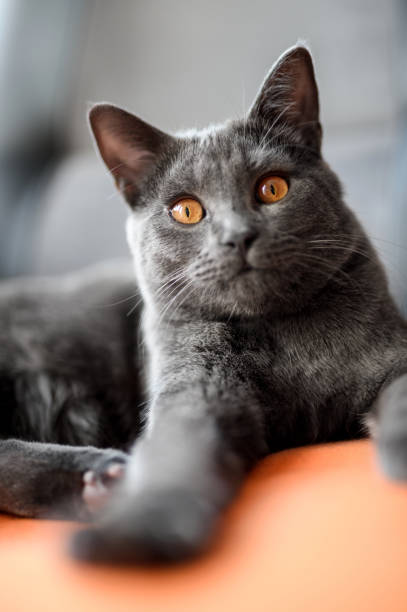 istock Chartreux cat on a flesh 830399062