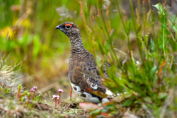 istock Rock ptarmigan in Iceland 830401074