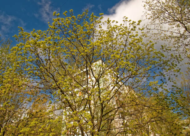 Clear blue sky with trees