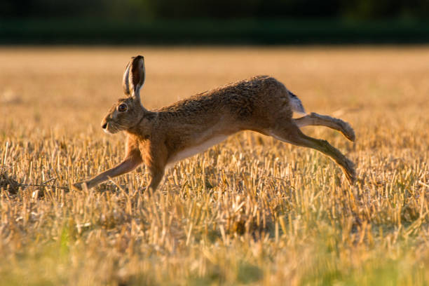 istock European Brown Hare (Lepus Europaeus) on farmland 830411996