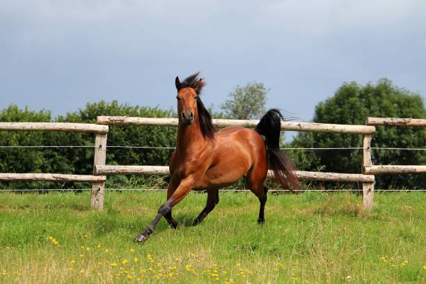 istock active Western horse on the paddock 830414386