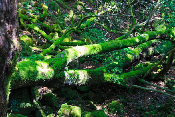 istock Moss forest in Yakushima Island, Japan 830419472