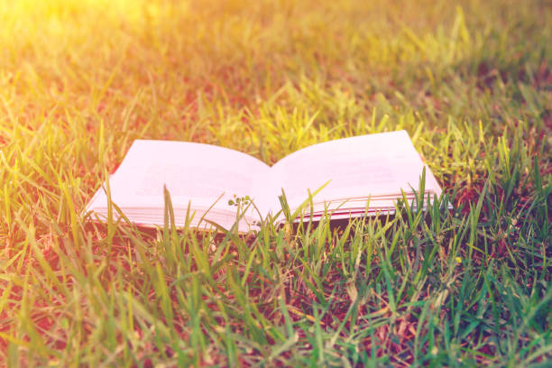 istock Open book lying on green grass warm sunlight, toned, education, reading, learning concept, relaxation, environment 830424460