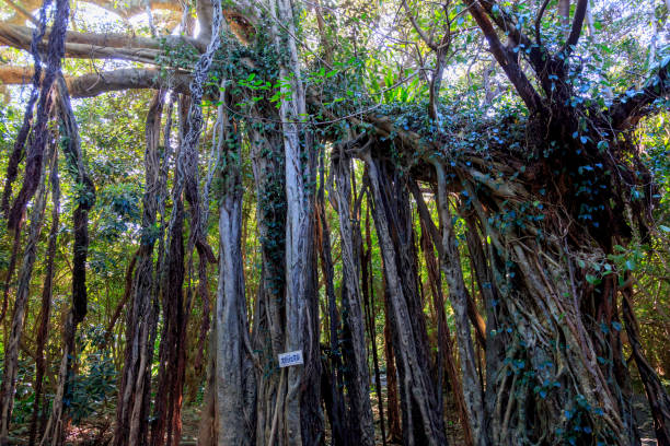 istock Banyan tree in Yakushima island, Japan 830426600