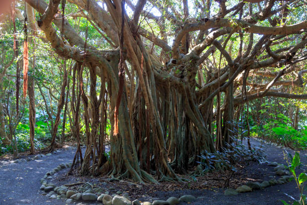 istock Banyan tree in Yakushima island, Japan 830427482