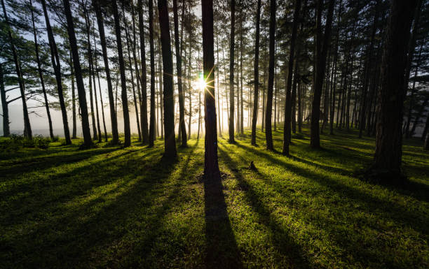 istock In the wood 830427510