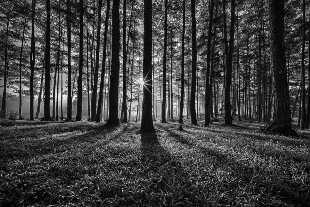 istock In the wood 830427594