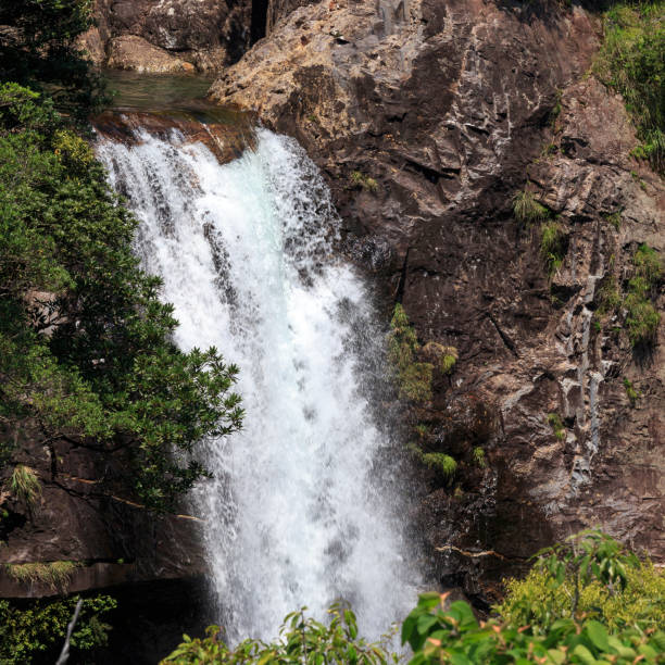 istock Waterfall  in moss forest in Yakushima Island Japan 830428490