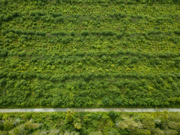 istock Aerial of a pine forest 830429258