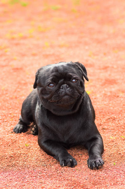 istock Pug dog Close-up 830434350