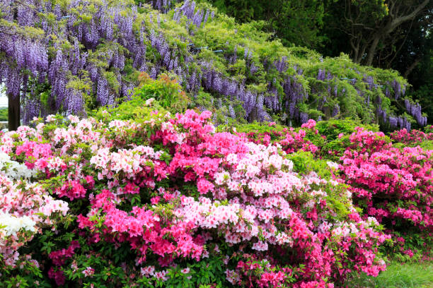 istock Wistaria and azalea in Yobuko, Japan 830435298