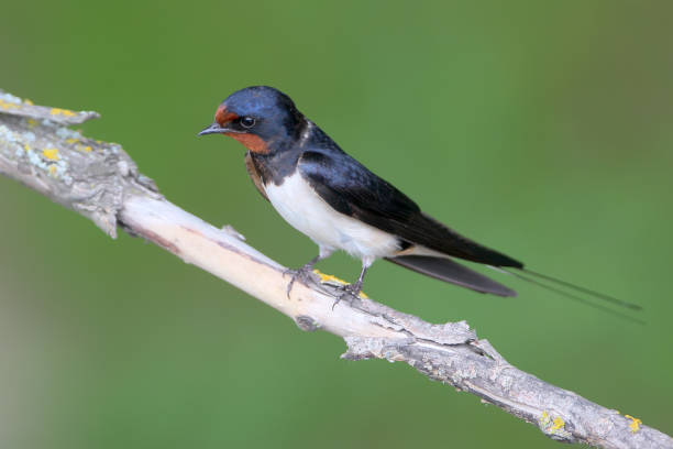 istock Barn swallow close up portrait on unusual green blurry background. 830436988