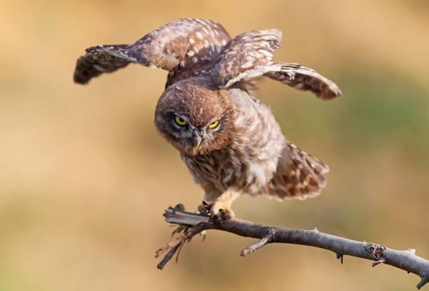istock Young little owl with open wings on blurry background. Close up view 830437020