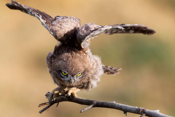 istock Young little owl with open wings on blurry background. Close up view 830437064