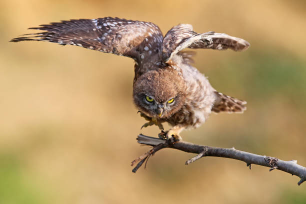 istock Young little owl with open wings on blurry background. Close up view 830437088