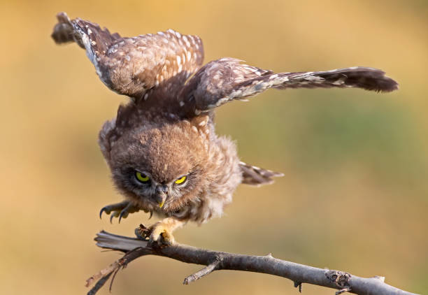 istock Young little owl with open wings on blurry background. Close up view 830437124