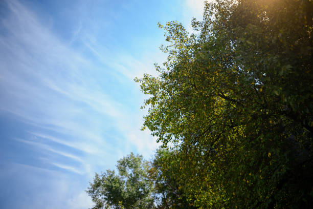istock spring landscape of trees against the sky 830451650