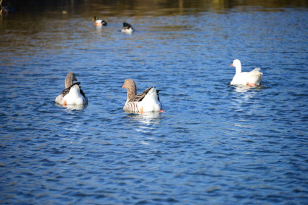 istock Goose - Geese on the Mediterranean in Spain 830458934