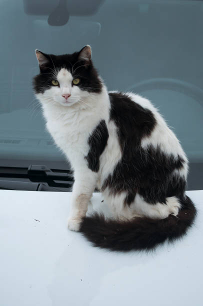 istock black and white cat on a car 830479190