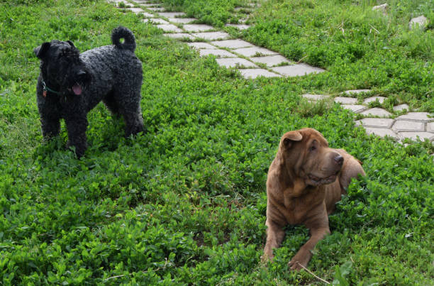 shar pei e kerry blue terrier - shar pei dog beauty animal tongue - fotografias e filmes do acervo