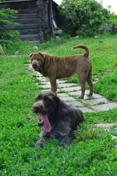 shar pei e kerry blue terrier - shar pei dog beauty animal tongue - fotografias e filmes do acervo