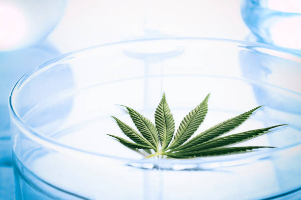 cannabis leaf in laboratory - water weed imagens e fotografias de stock