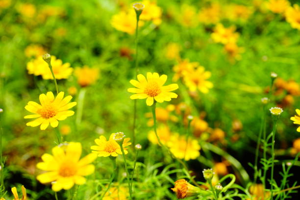 vintage fleurs - flower head sunflower chrysanthemum single flower photos et images de collection