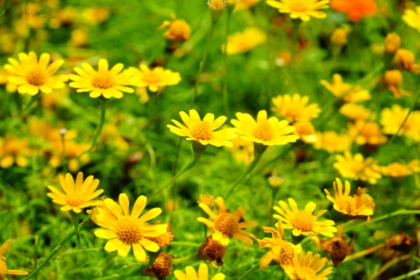 vintage fleurs - flower head sunflower chrysanthemum single flower photos et images de collection