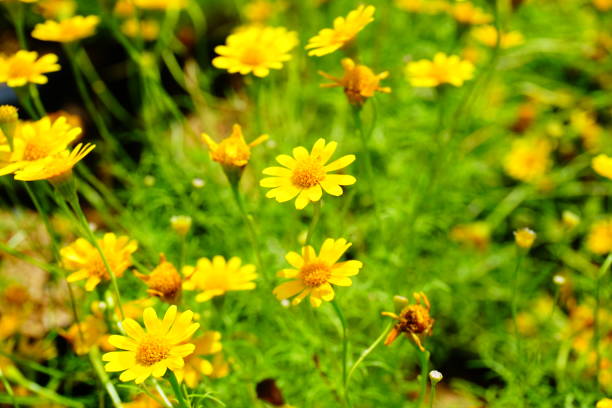 vintage fleurs - flower head sunflower chrysanthemum single flower photos et images de collection