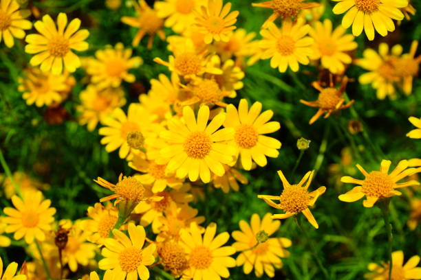 vintage fleurs - flower head sunflower chrysanthemum single flower photos et images de collection