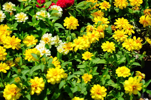 vintage fleurs - flower head sunflower chrysanthemum single flower photos et images de collection