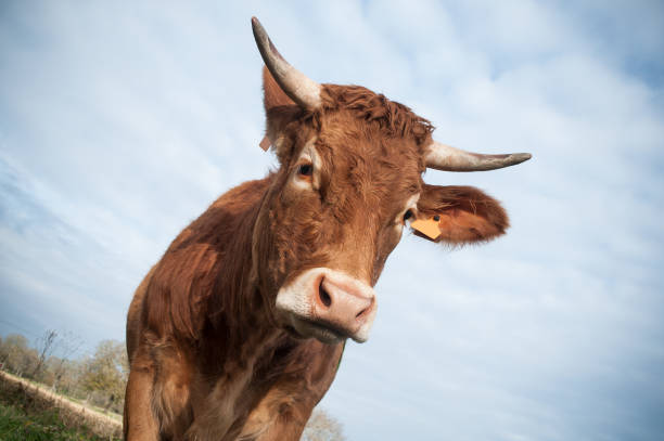 istock funny portrait of brown cow 830509556