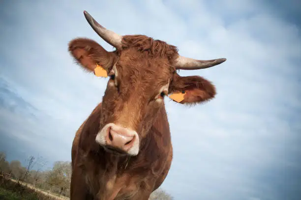 funny portrait of brown cow on sky background