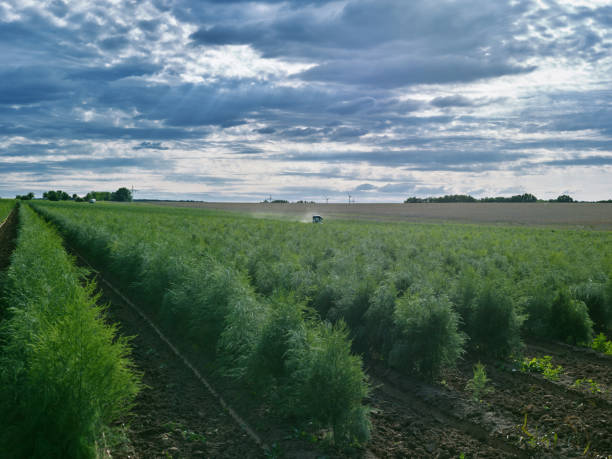 istock Plants: Field with young asparagus plants 830510996