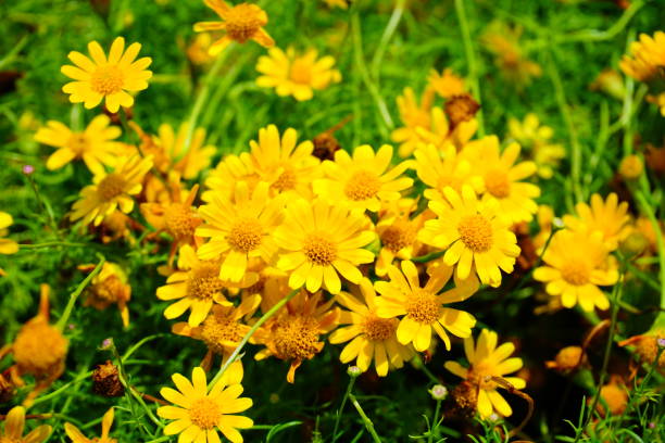 fleurs jaunes - flower head sunflower chrysanthemum single flower photos et images de collection