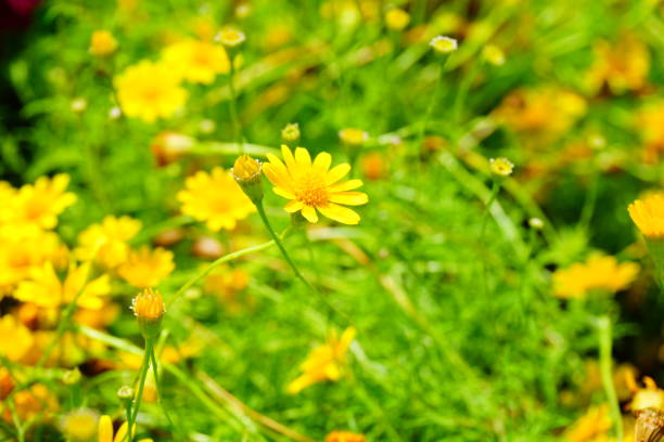 fleurs jaunes - flower head sunflower chrysanthemum single flower photos et images de collection