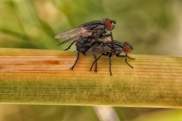 istock Mating of two Sarcophagidae flies 830512124