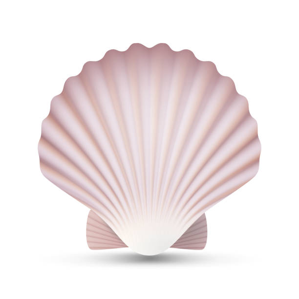 istock Scallop Seashell Vector. Ocean Mollusk Sea Shell Close Up. Isolated. Illustration 830520102