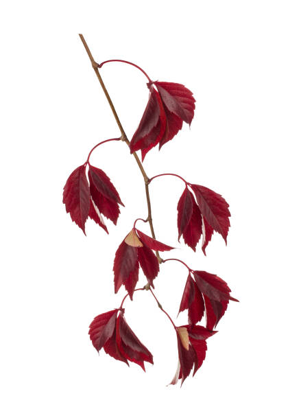 istock Autumn Parthenocissus twig isolated on a white 830525436