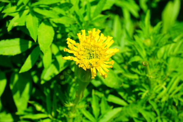 Beautiful marigold flowers in the garden - Stock image