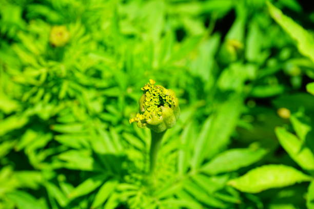 istock Flowers in the garden 830525618