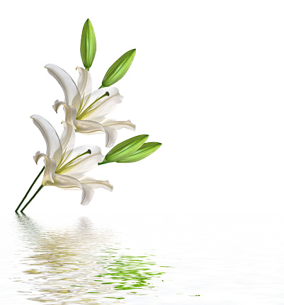 Flower lily isolated on white background. Delicate flower