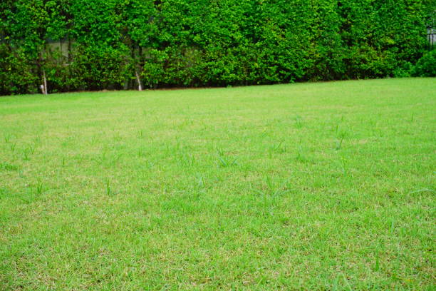 istock Green Lawn in Landscaped Formal Garden 830530942