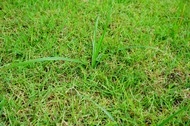 istock Green Lawn in Landscaped Formal Garden 830531558