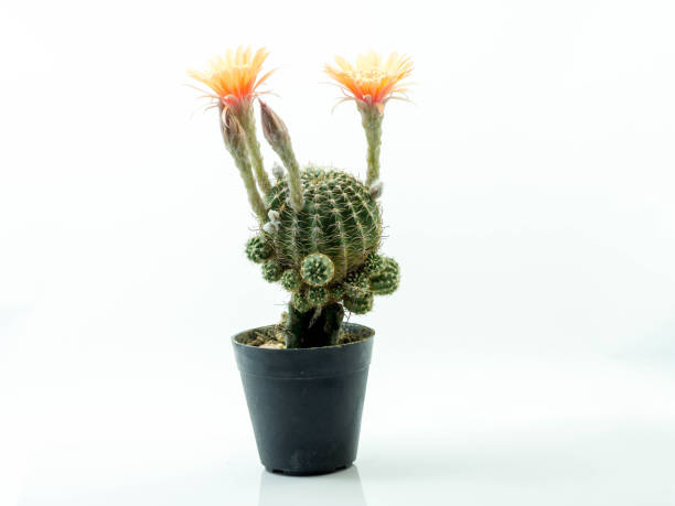 istock Cactus with pink flower in a pot. Isolated on a white background. 830543442
