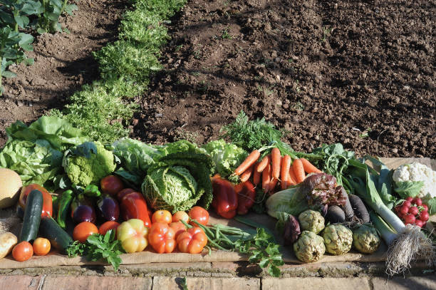 istock vegetables on the floor in an orchard, with daylight, 830545096