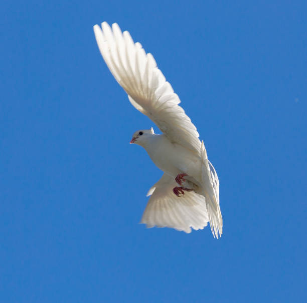 istock White dove in flight against a blue sky 830546804
