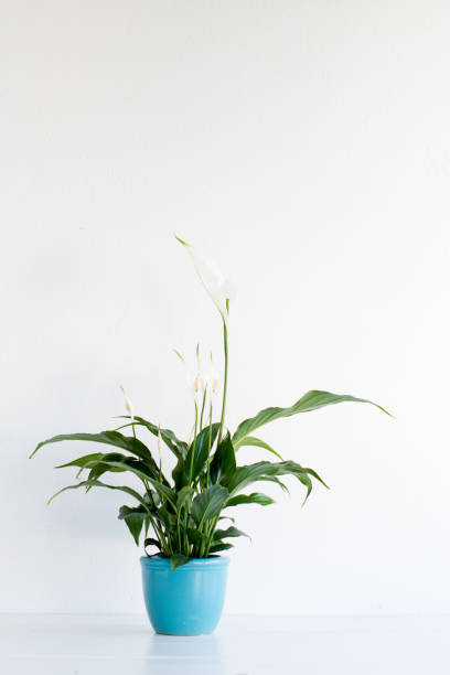 istock White peace lily in blue plant pot 830548468