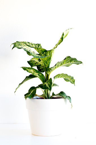 Dieffenbachia or dumb cane, a tropical house plants, broad dark green leaves with splashes of yellow in a white ceramic plant pot, isolated on white.